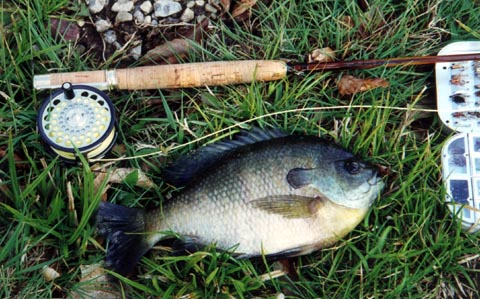 Bluegill fun w/ a Wagner 1-2 wt!