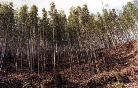 Second Year Growth Tonkin Cane