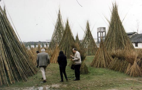 Sorted Culms undergoing Seasoning