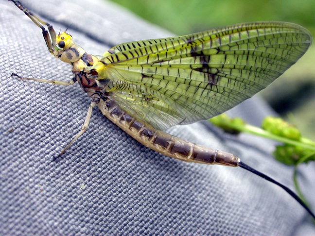 Fishing Creek, PA Green Drake