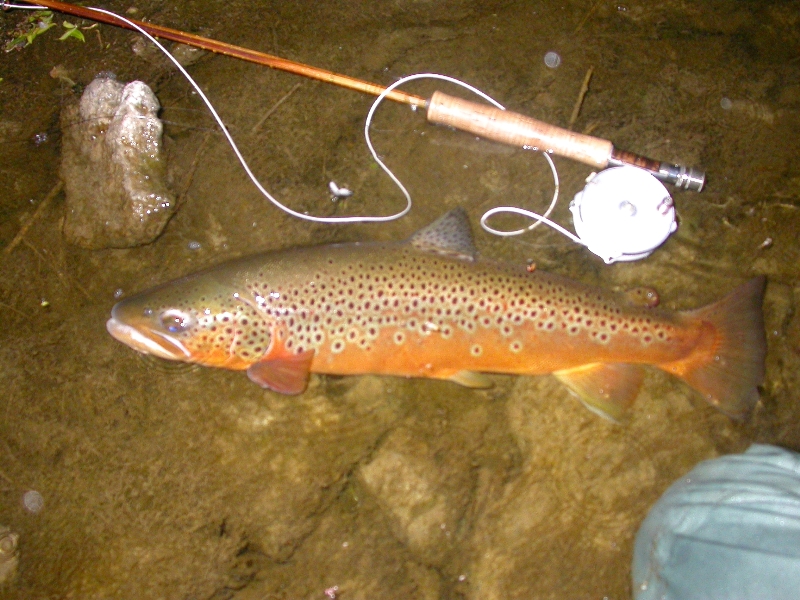 brown on a j.d. wagner 5 wt.