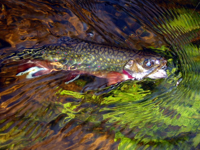 North Branch AuSable brookie-pic by Todd Fuller