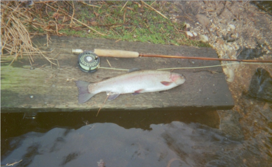 lotz fish on wagner rod