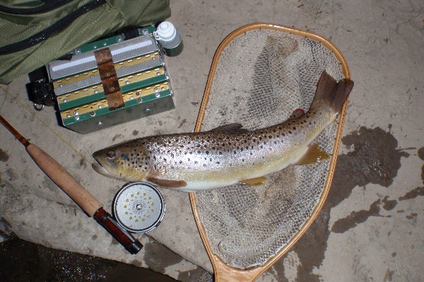 Penn's Creek Brown Trout