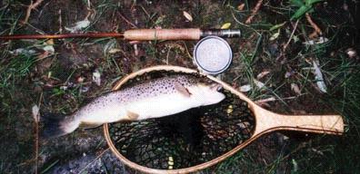 Brownie on a J.D. Wagner 4 wt.