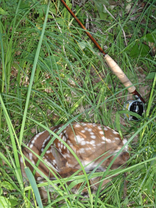 Wagner Rod and Fawn