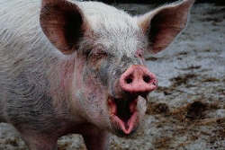 The Swine